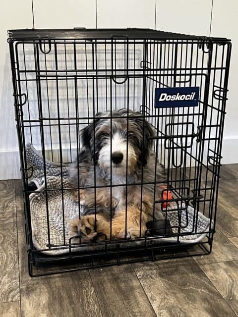 A Bernedoodle puppy sitting peacefully in a neat crate