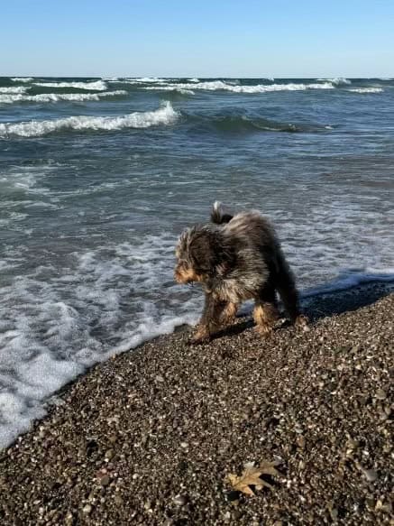 Bernedoodle puppy on ocean beach watching waves