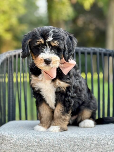 bernedoodle puppy
