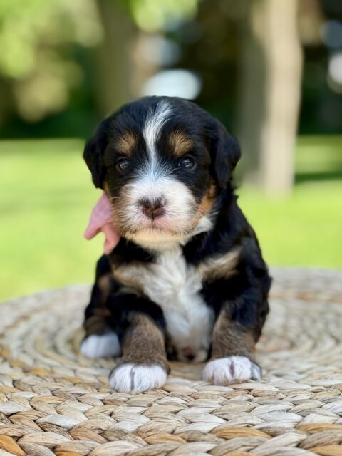 bernedoodle puppy