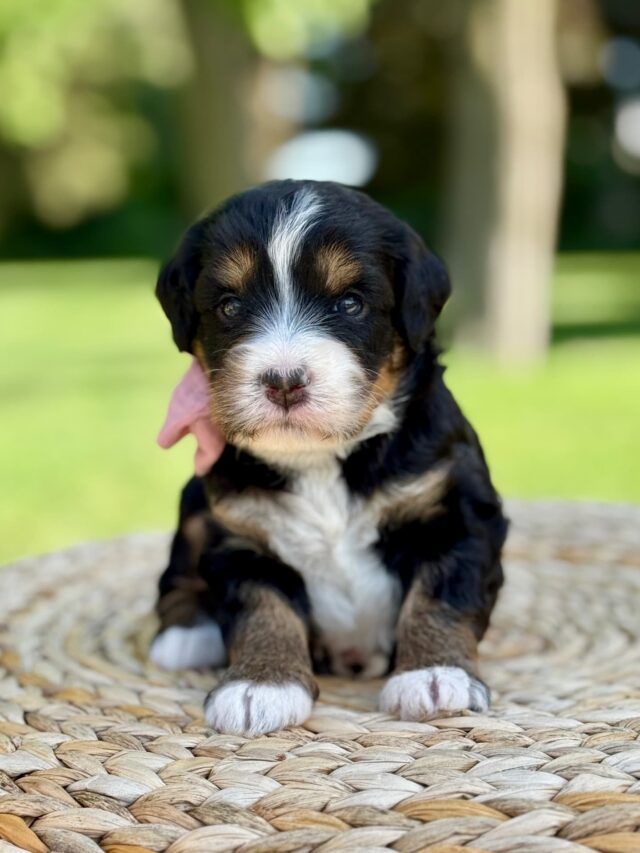 bernedoodle puppy