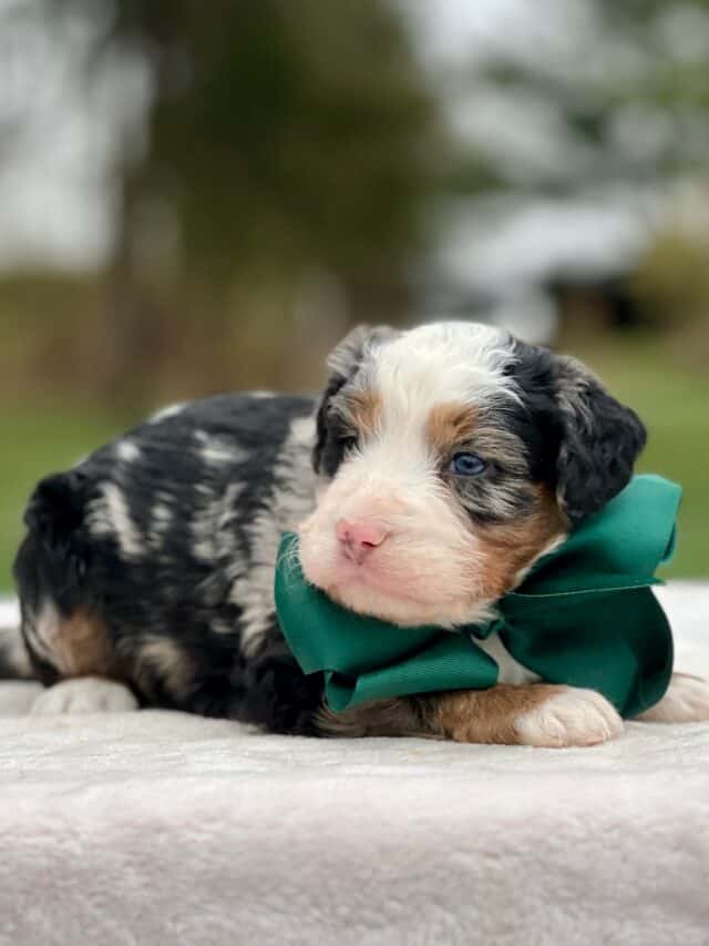 bernedoodle puppy