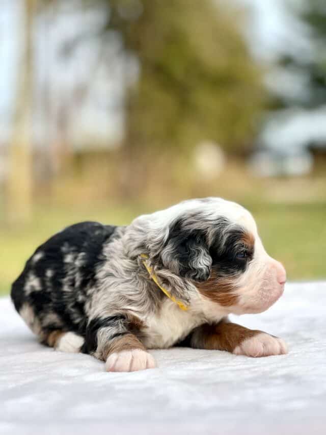 bernedoodle puppy