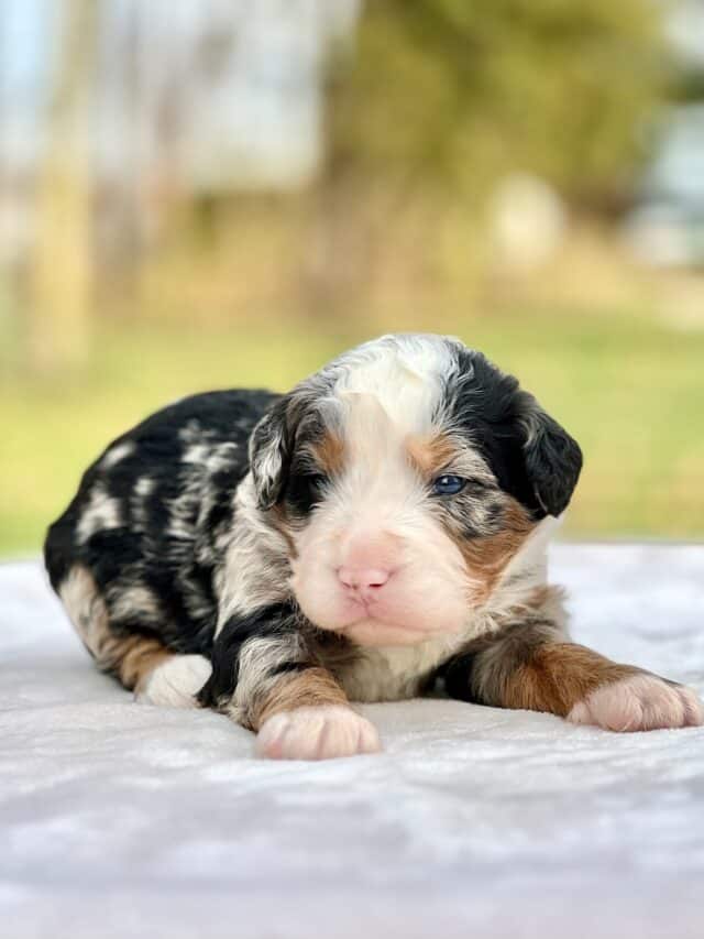 bernedoodle puppy