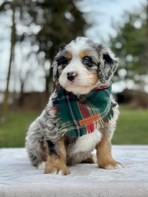 bernedoodle puppy