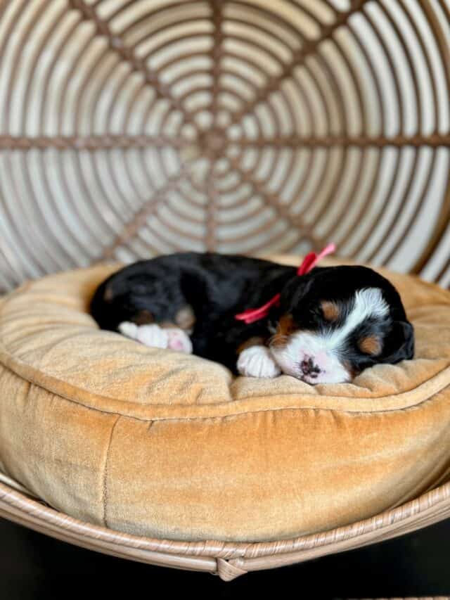 bernedoodle puppy