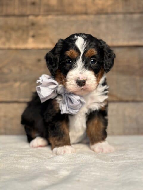 bernedoodle puppy