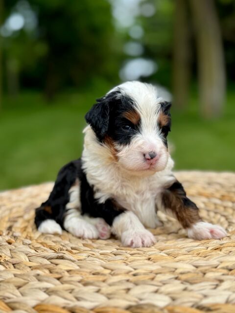 bernedoodle puppy