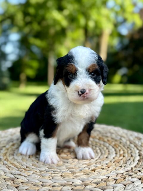 bernedoodle puppy