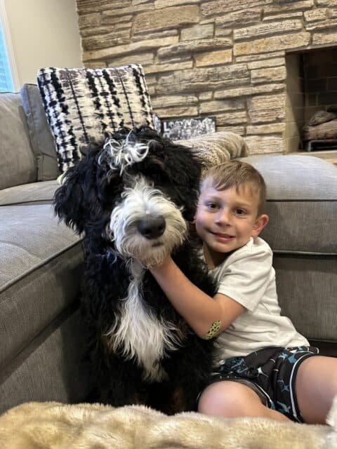 Boy posing with standard size Bernedoodle dog in living room