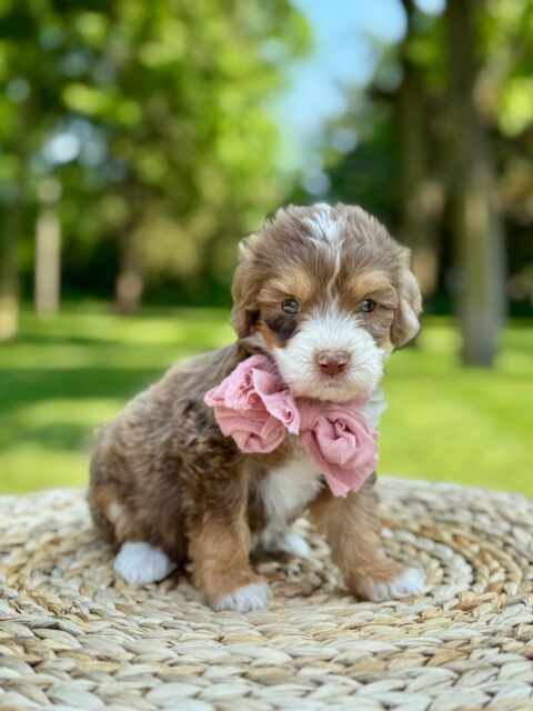 bernedoodle puppy