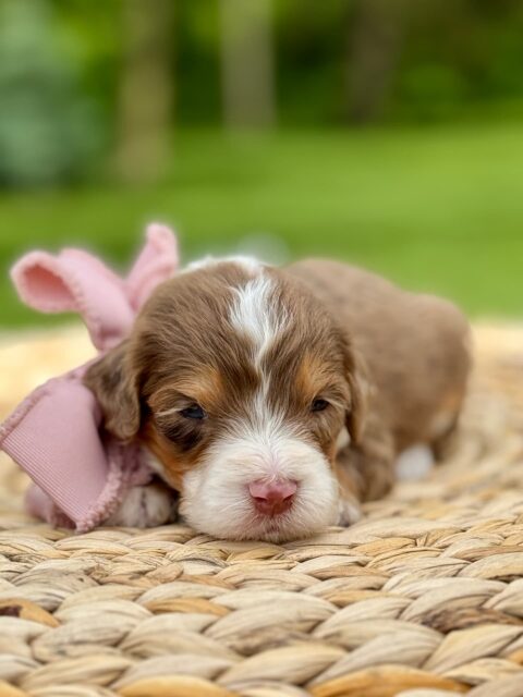 bernedoodle puppy
