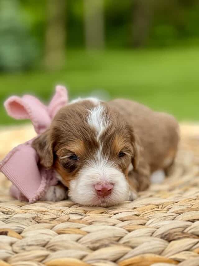 bernedoodle puppy