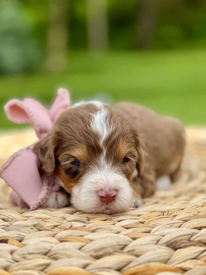 bernedoodle puppy