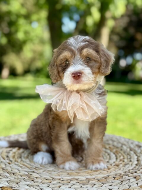 bernedoodle puppy