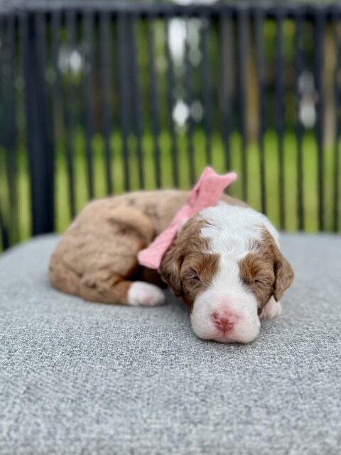 bernedoodle puppy