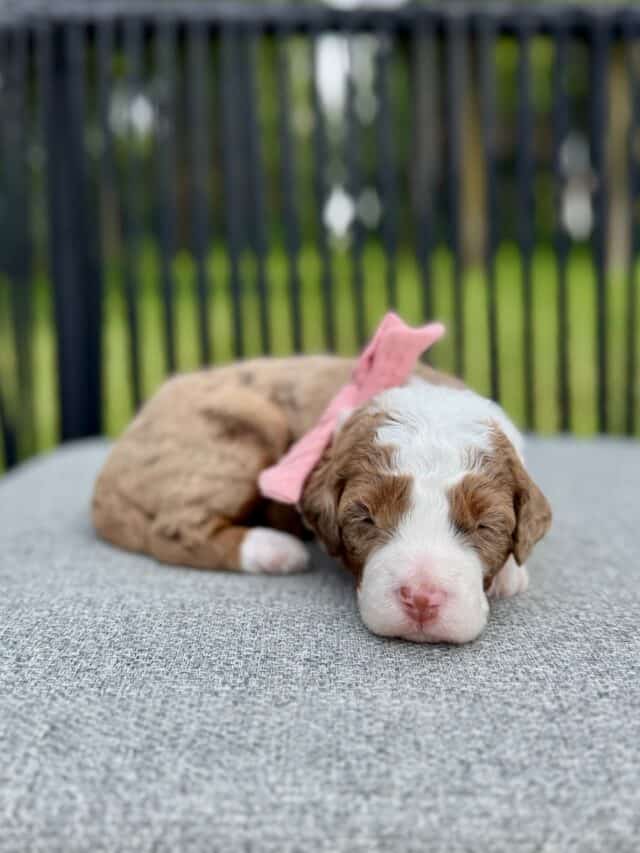 bernedoodle puppy