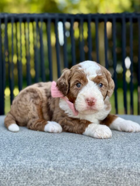 bernedoodle puppy
