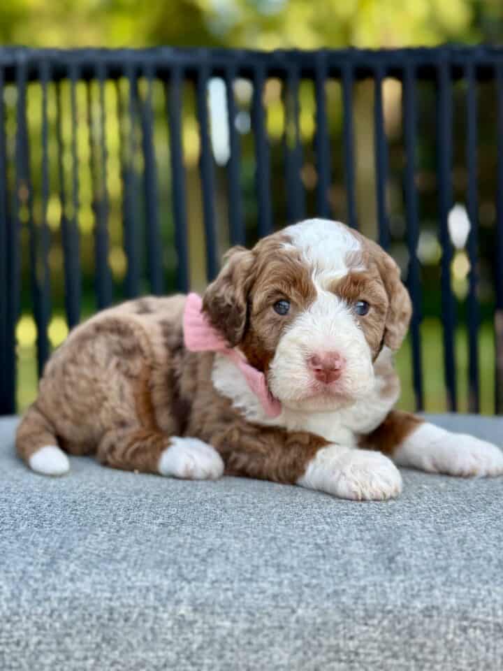 bernedoodle puppy