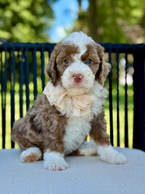 bernedoodle puppy