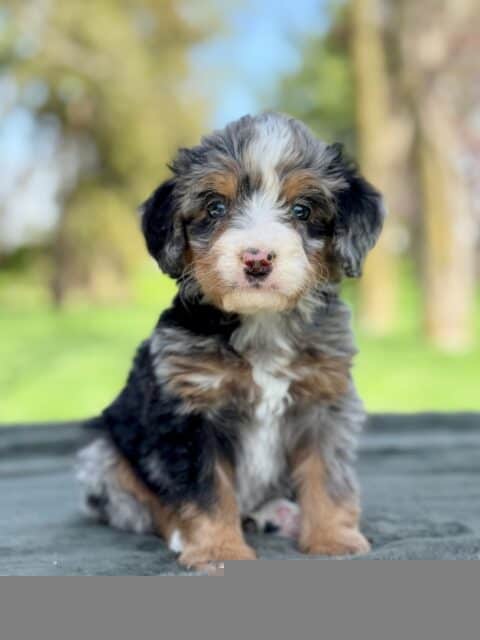 bernedoodle puppy