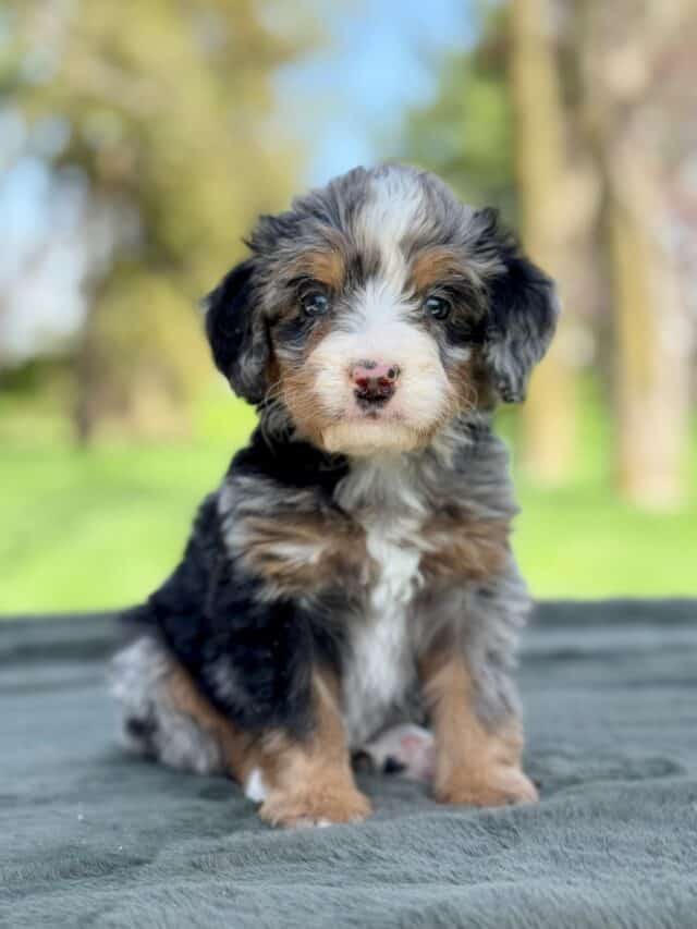 bernedoodle puppy