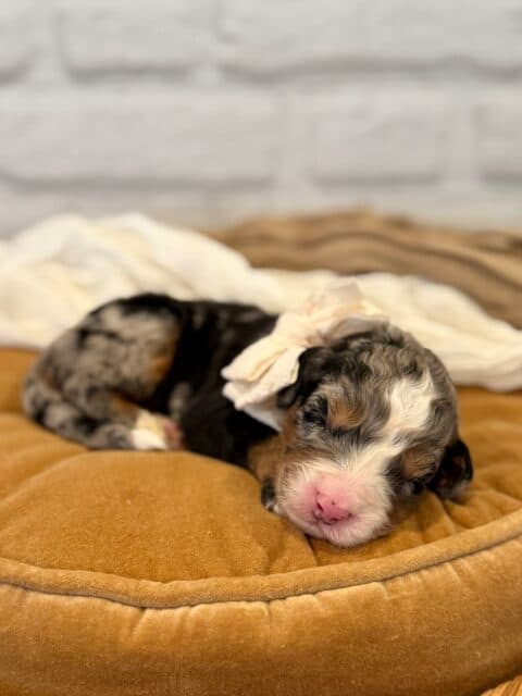 bernedoodle puppy