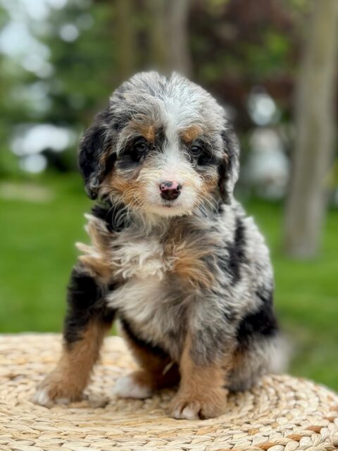 bernedoodle puppy