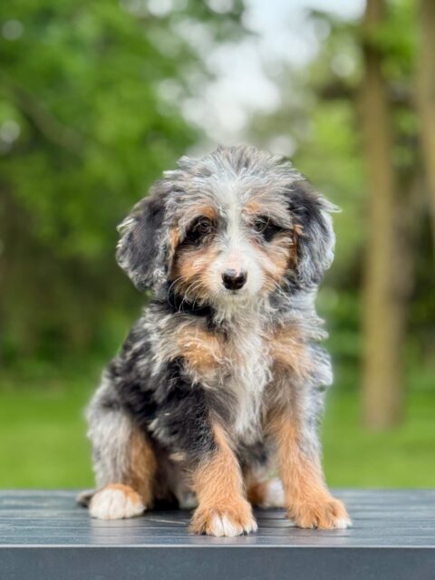 bernedoodle puppy