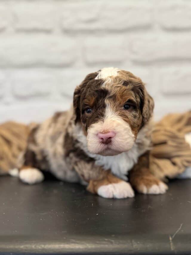 bernedoodle puppy