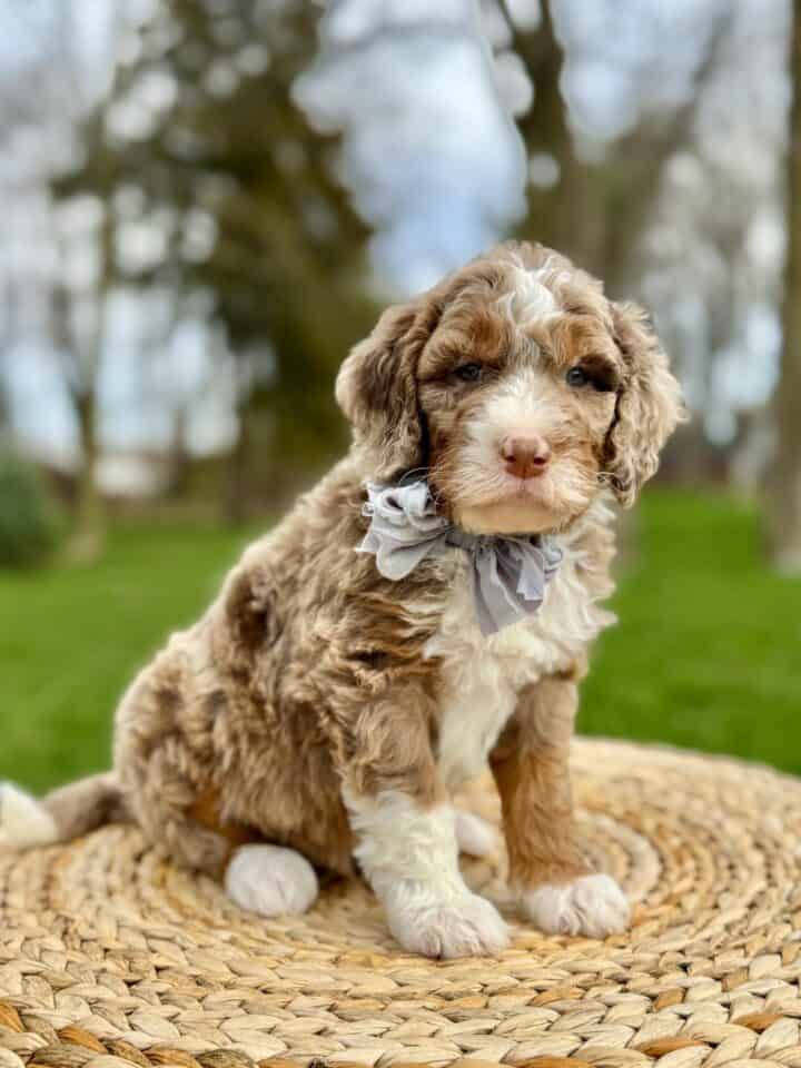 bernedoodle puppy
