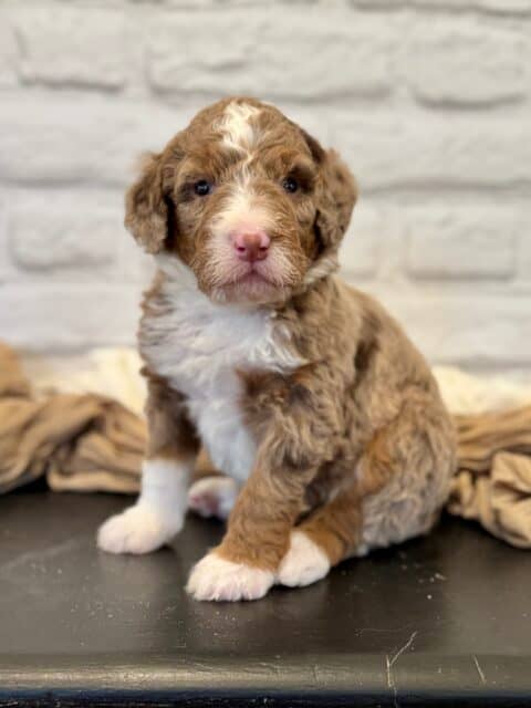 bernedoodle puppy
