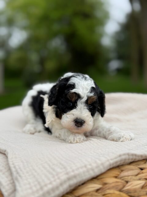 poodle puppy