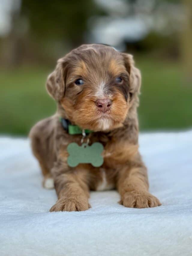 bernedoodle puppy