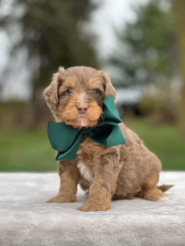 bernedoodle puppy