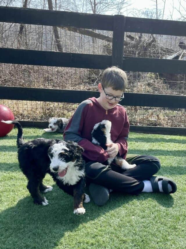 Children Playing with Puppies