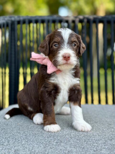 bernedoodle puppy