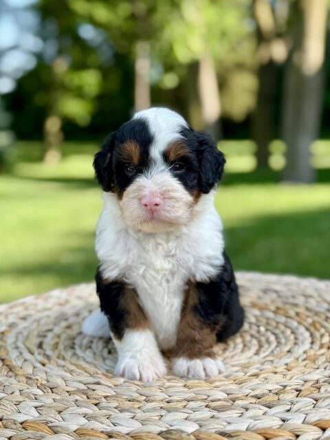 bernedoodle puppy