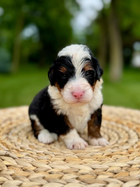 bernedoodle puppy