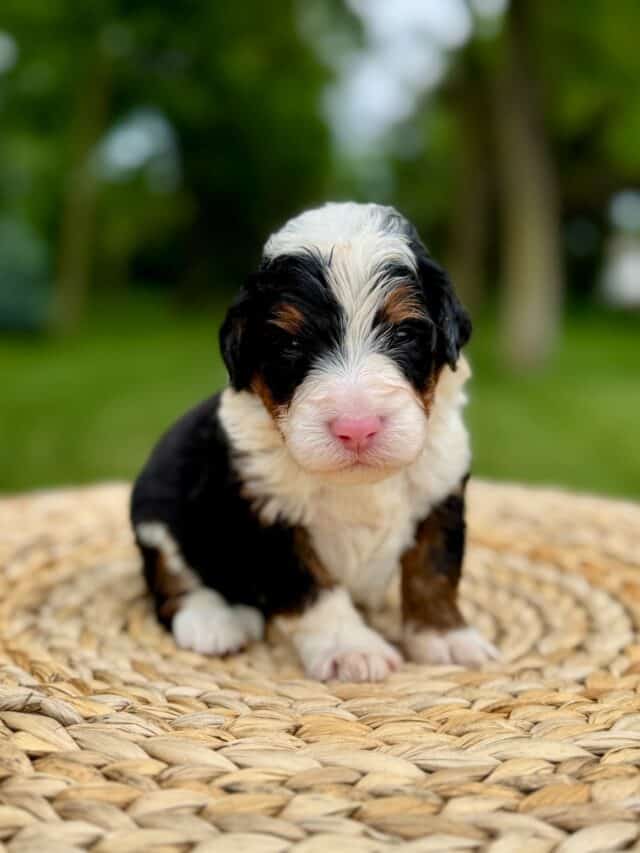 bernedoodle puppy