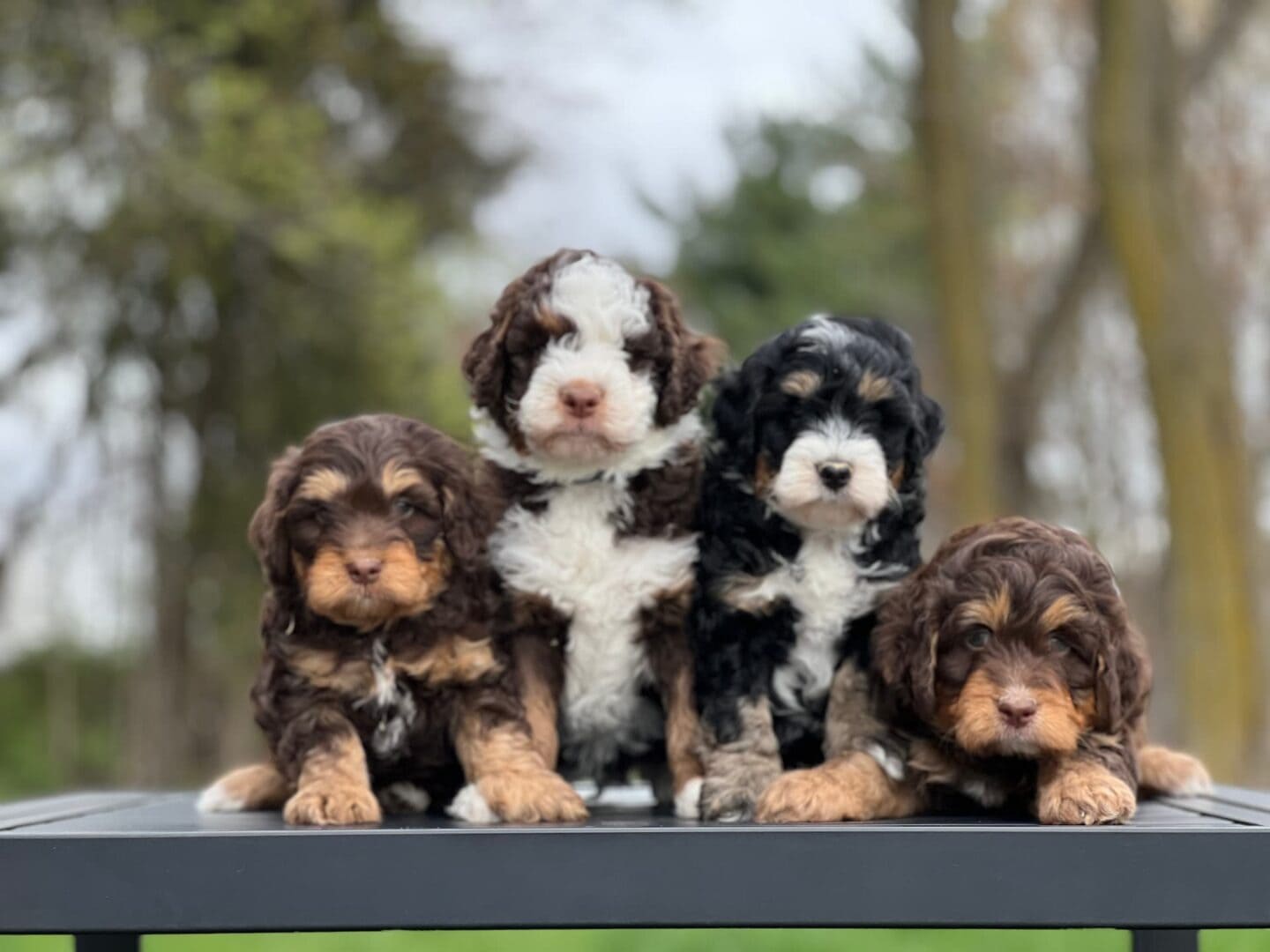 Chocolate and tri-color Bernedoodle puppies