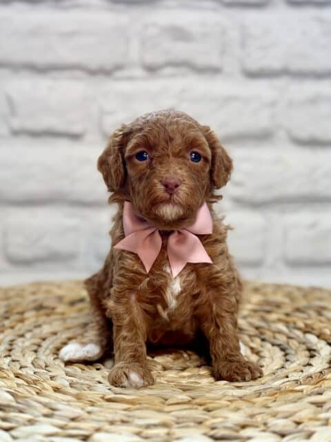 goldendoodle puppy