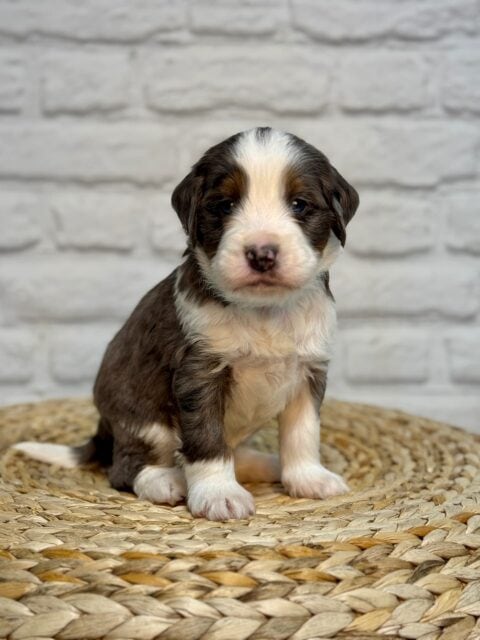 bernedoodle puppy