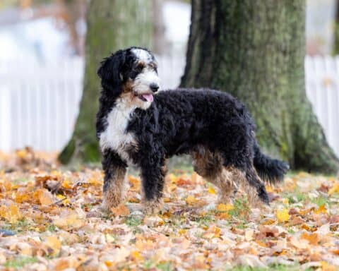 bernedoodle stud