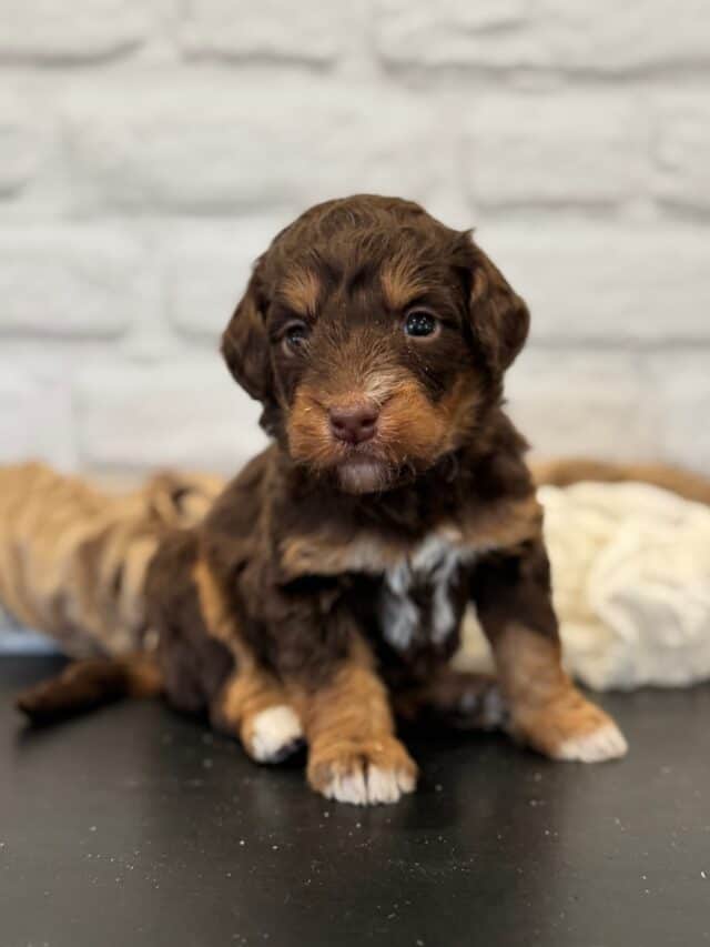 bernedoodle puppy