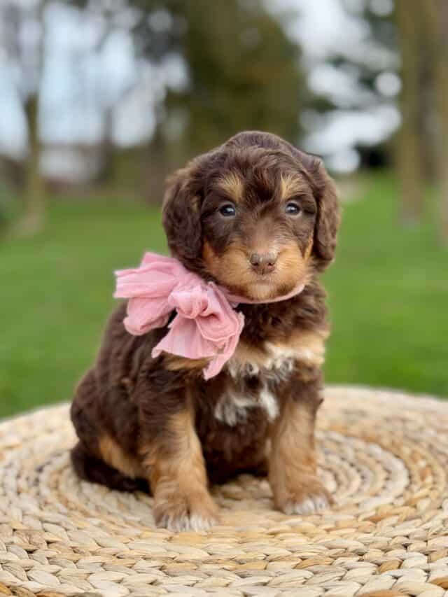 bernedoodle puppy