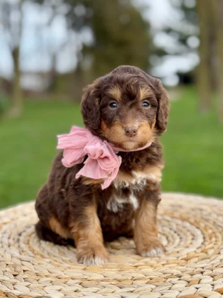 bernedoodle puppy