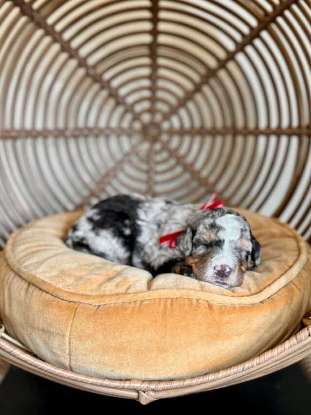 bernedoodle puppy