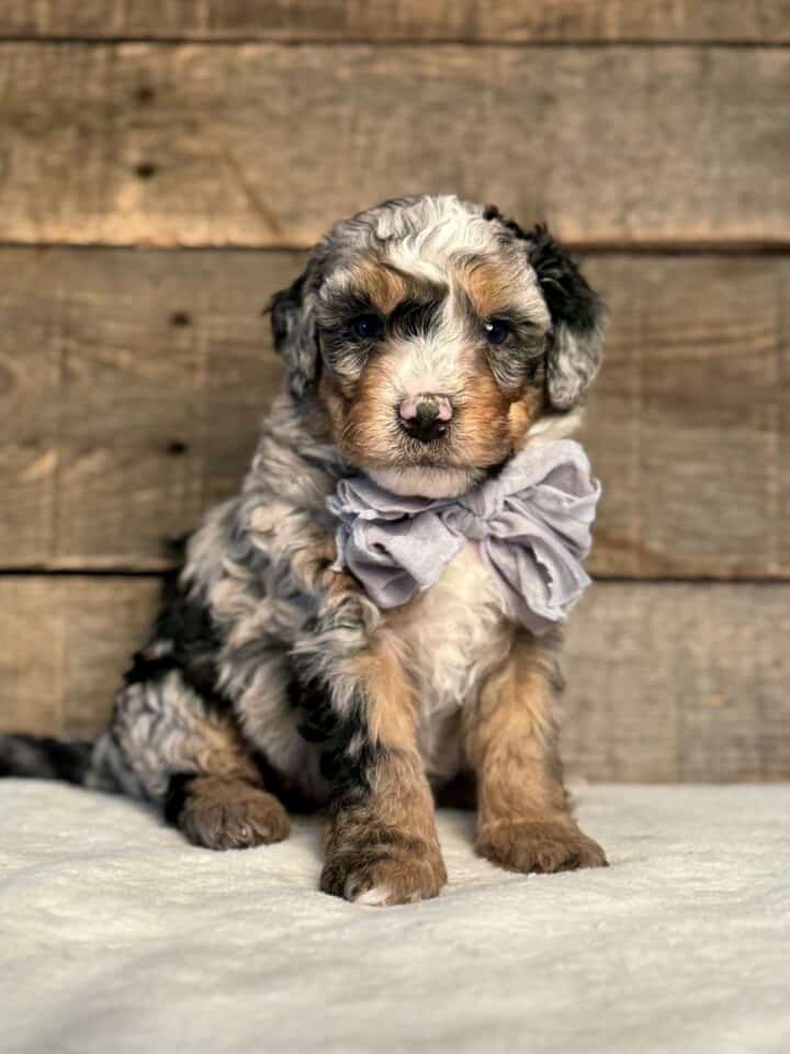 bernedoodle puppy