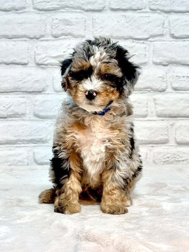 bernedoodle puppy